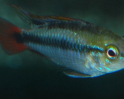 Apistogramma Rio Mamore Super Red 3 - 3,5