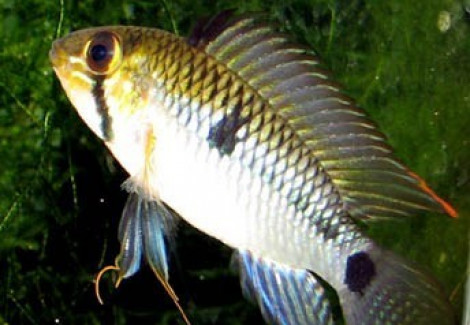 Apistogramma Steindachneri 3-4Cm