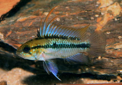 Apistogramma Trifasciata 2 - 3Cm