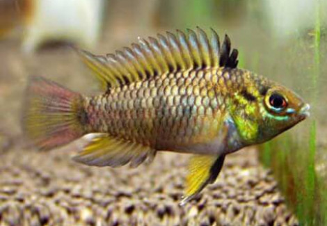 Apistogramma Tucurui 3-4