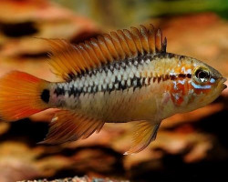 Apistogramma Viejita 3-4Cm