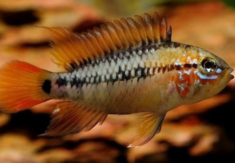 Apistogramma Viejita 3-4Cm