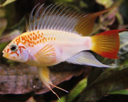 Apistogramma Viejita Gold 3-4Cm