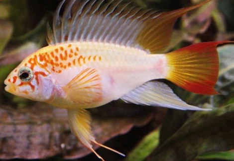 Apistogramma Viejita Gold L