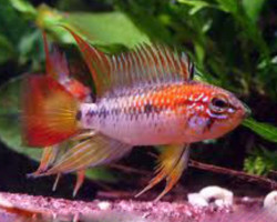 Apistogramma Viejita Super Red 3-4