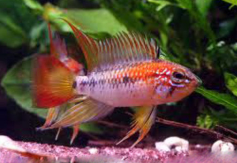 Apistogramma Viejita Super Red 3-4