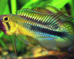 Apistogramma Wilhelmi 2,5-3