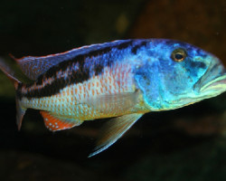 Aristochromis Christyi 3-3,5