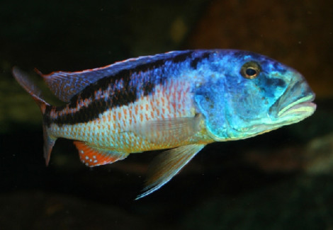 Aristochromis Christyi 3-3,5