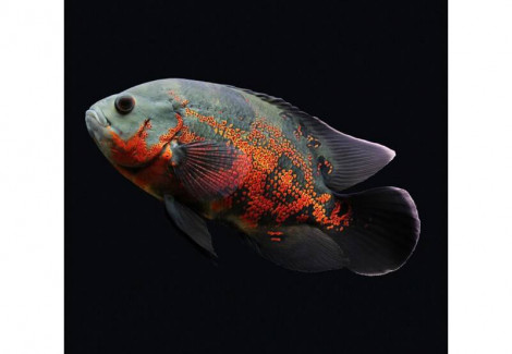 Astronotus Ocellatus 3