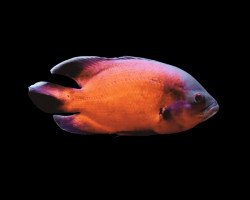 Astronotus Ocellatus Red 4-5Cm