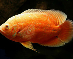 Astronotus Ocellatus Red Albin 4-5Cm