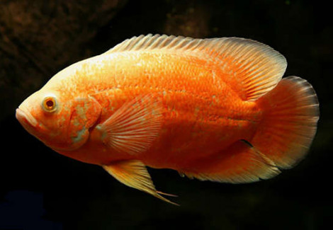 Astronotus Ocellatus Red Albin 4-5Cm