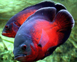 Astronotus Ocellatus Red Oscar 3-4