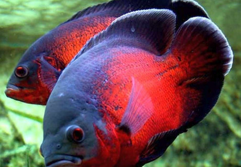 Astronotus Ocellatus Red Oscar 3-4