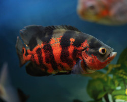 Astronotus Ocellatus Red Tiger 4-5