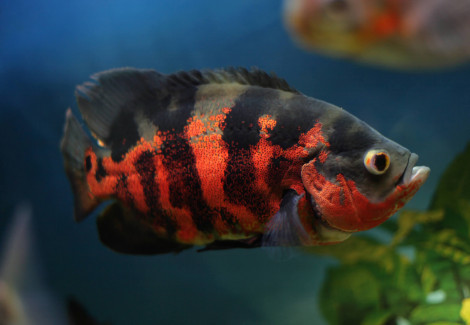 Astronotus Ocellatus Red Tiger 5-6