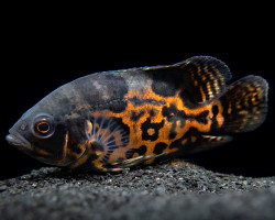 Astronotus Ocellatus Tiger 4-5