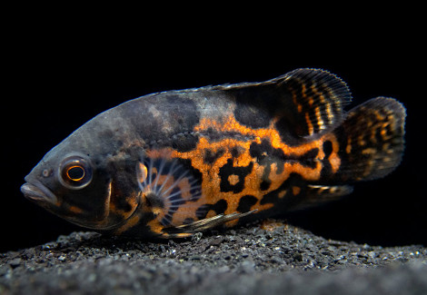 Astronotus Ocellatus Tiger 4-5