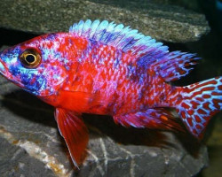 Aulonocara Calico Red Neon 3Cm