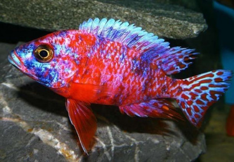 Aulonocara Calico Red Neon 3Cm