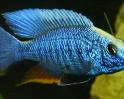 Aulonocara Electric Blue 5-6,5Cm