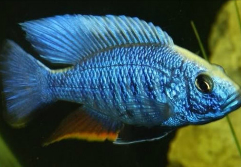 Aulonocara Electric Blue 5-6,5Cm