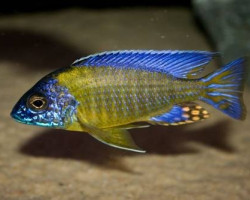 Aulonocara Jacobfreibergi Blue Neon 3