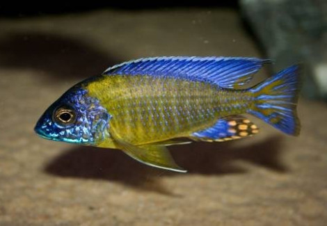 Aulonocara Jacobfreibergi Blue Neon 3