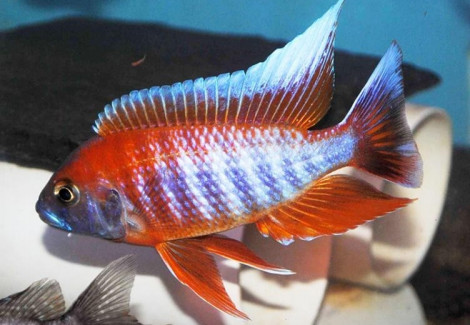 Aulonocara Jacobfreibergi Super Red 4-5Cm