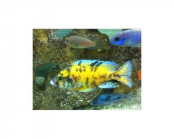 Aulonocara Marmelade Yellow-Blue 7-8Cm