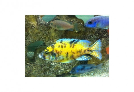 Aulonocara Marmelade Yellow-Blue 7-8Cm