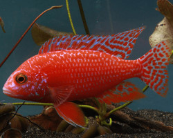 Aulonocara Red Dragon 3Cm