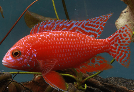 Aulonocara Red Dragon 5-6Cm