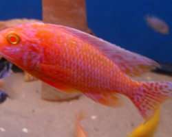 Aulonocara Red Dragon Albino 5-6Cm