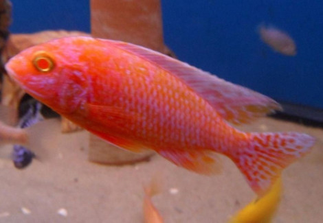 Aulonocara Red Dragon Albino 5-6Cm