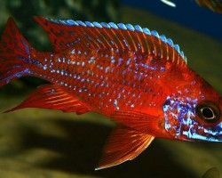 Aulonocara Rubin Red 3Cm