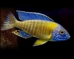 Aulonocara Steveni Blue Neon 4-5Cm