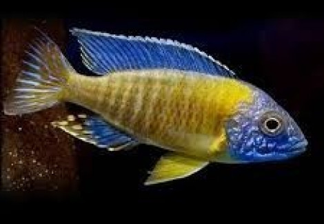 Aulonocara Steveni Blue Neon 4-5Cm