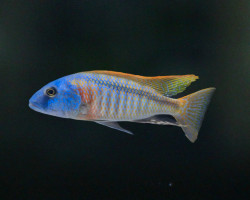 Buccochromis Rhoadesii 4 - 5