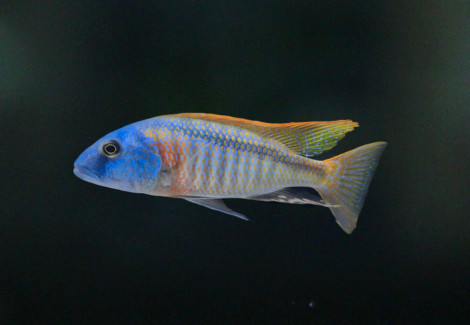 Buccochromis Rhoadesii 4 - 5