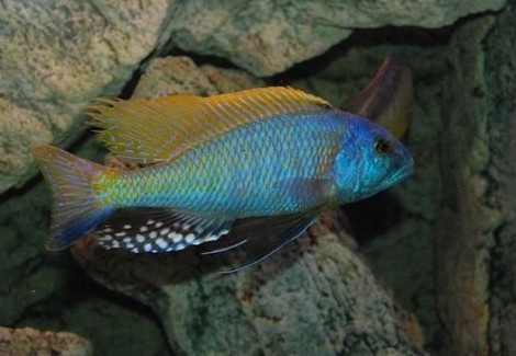 Buccochromis Rhoadesii Yellow 3-3,5