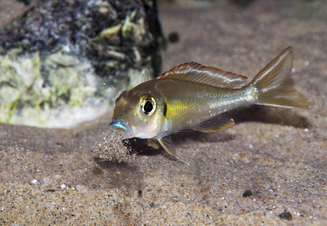 Callochromis Macrops 7-9Cm