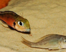 Callochromis Macrops Ndole Red 3,5-4Cm