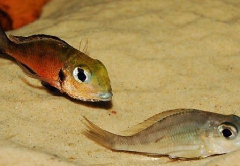 Callochromis Macrops Ndole Red 3,5-4Cm