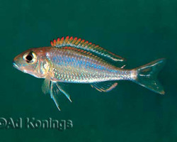 Callochromis Pleurospilus 4-5