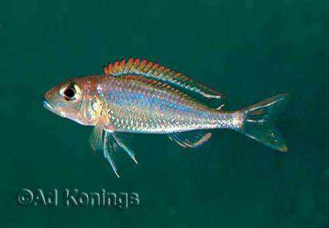 Callochromis Pleurospilus 4-5