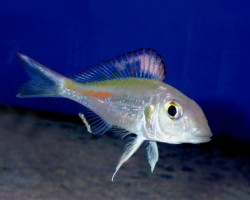 Callochromis Stappersii 5-7