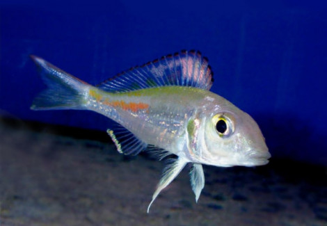 Callochromis Stappersii 5-7