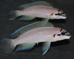 Chalinochromis Brichardi 3-4